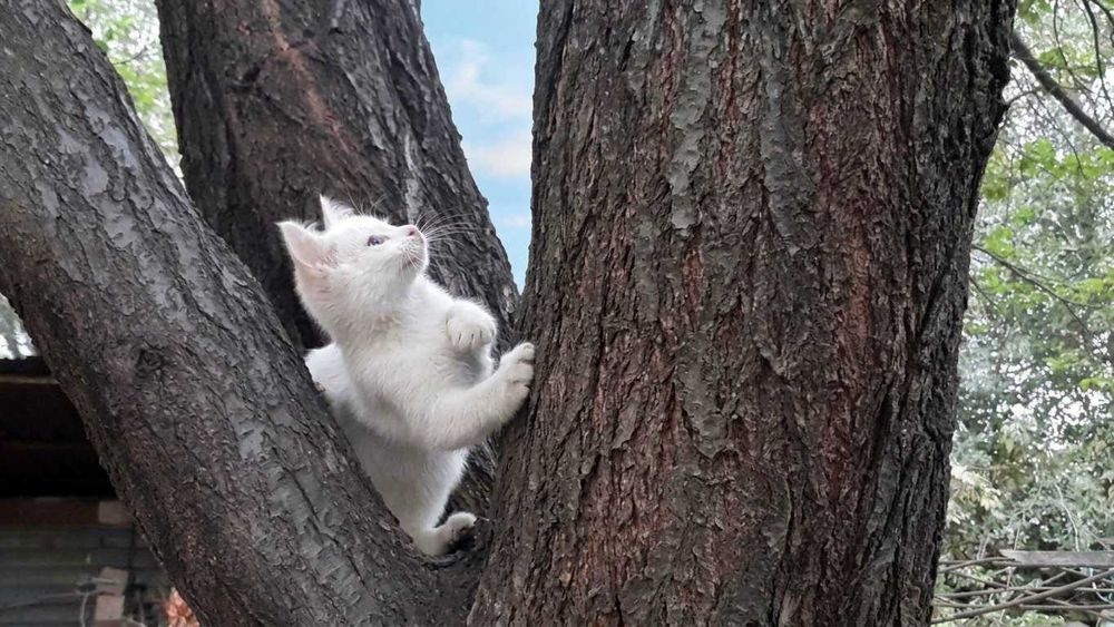 Котята скоттиш страйт, мальчик и девочка, ищут новый дом