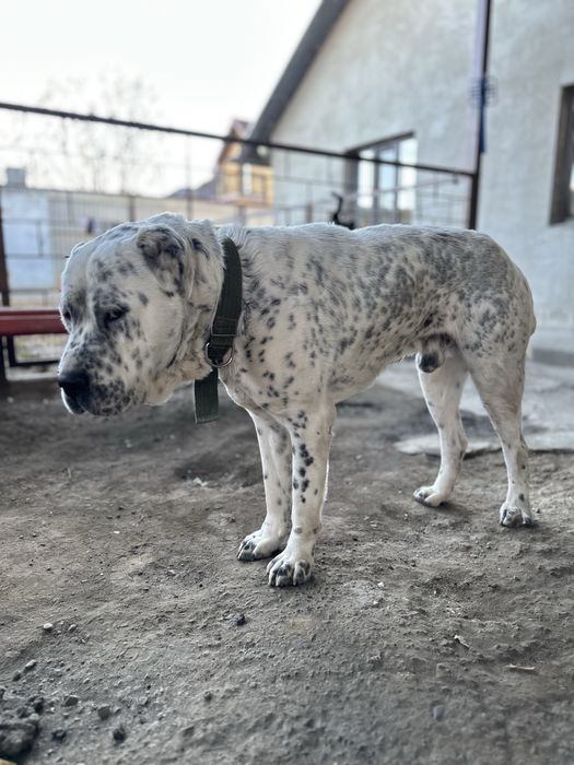 Алабай для вязки