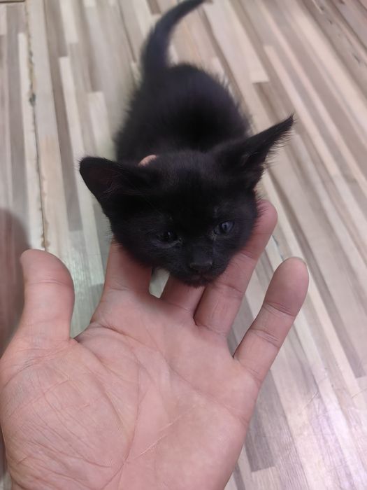 Donez 5 pisici de 2 luni