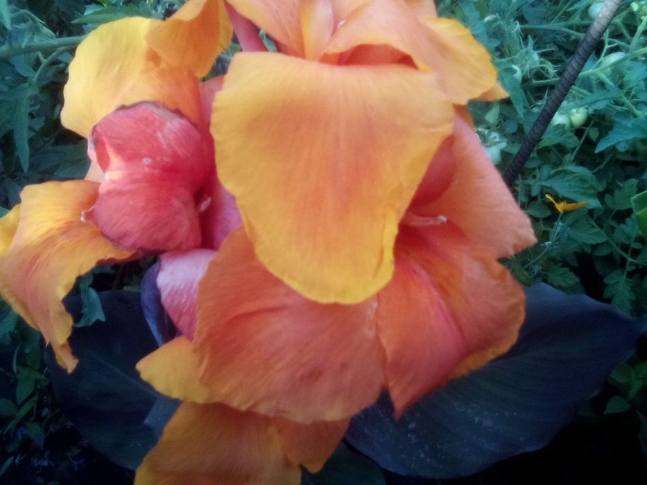 Продам, цветы каны цветные