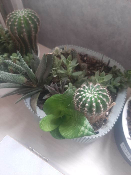 Продам сукуленты садики