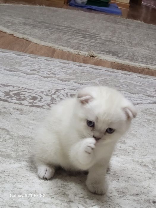 продам шотландский  котёнка