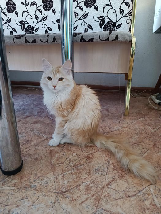 Отдам котёнка мальчик