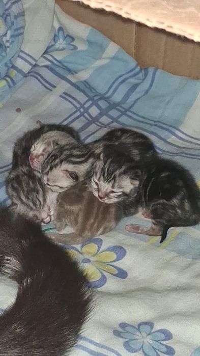 Котята шотландские