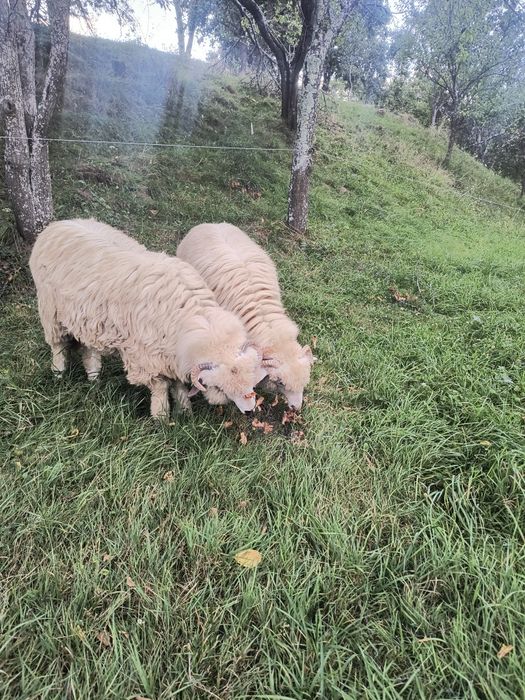 3 Miele țurcane cu acte
