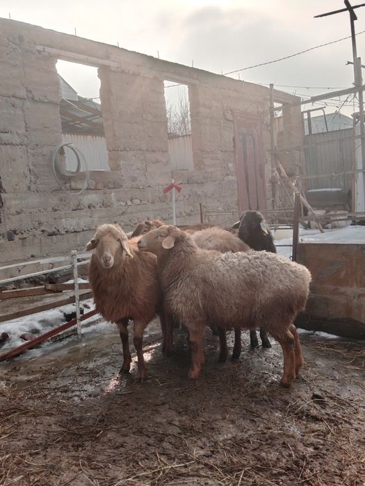 Қойлар сатылады семіз