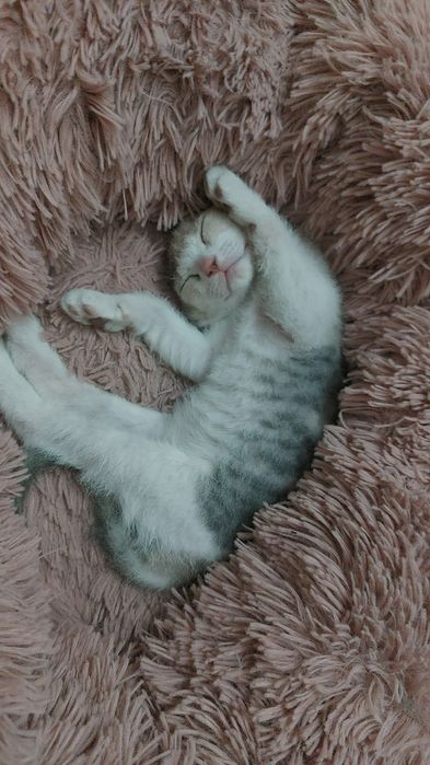 Котенок девочка породистая