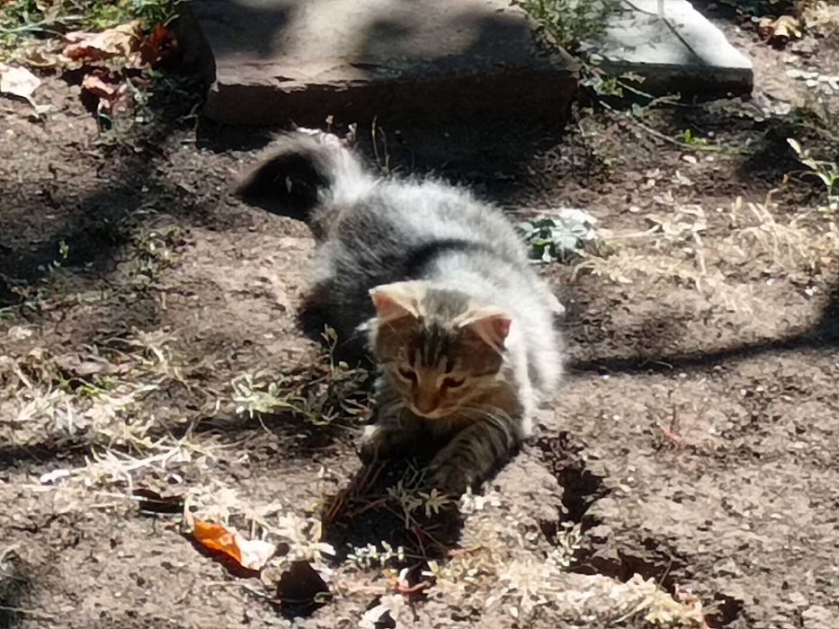 Подарявам котета