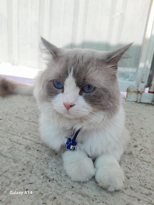 Продаётся Регдолл кот