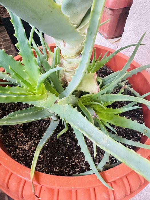 Алое Вера-Барбаденсис Милър и АРБОРЕСЦЕНС