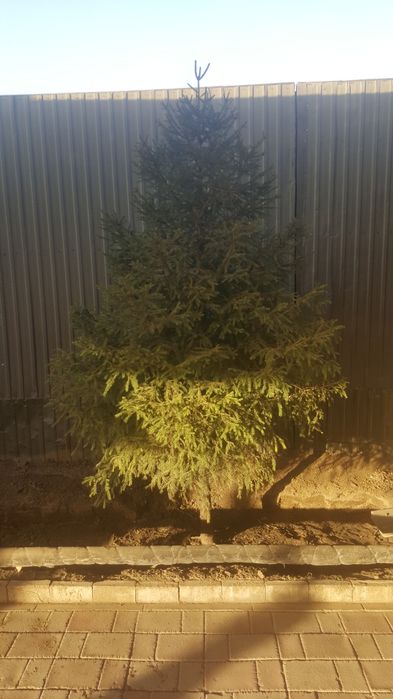 Продам ель  сибирскую, пышная, высота более 2метров