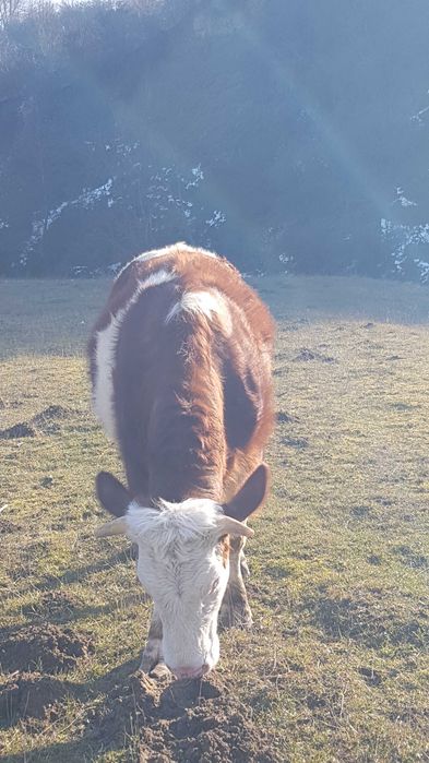 Juncă bălțată românească