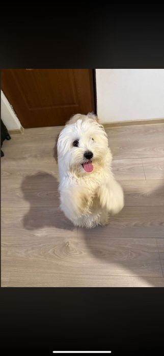 Cățeluși jucăuși bichon