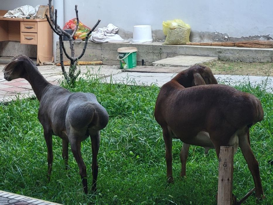 Киргиз арашан куйлар