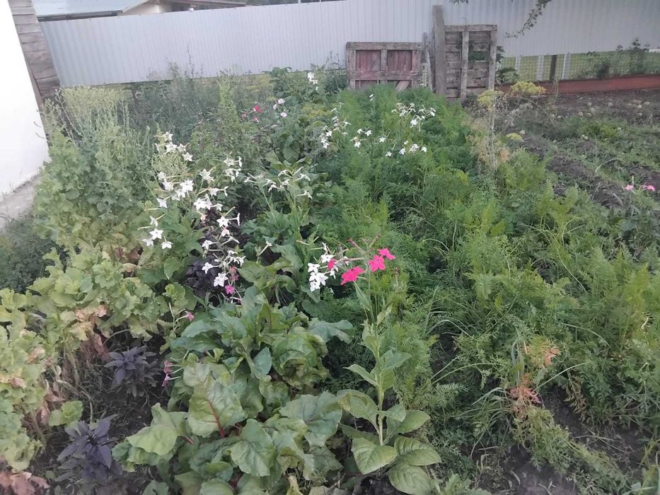 Дача на Телецентре с мансардным домиком.