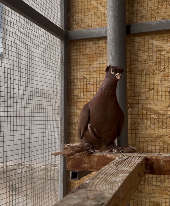 Продается голуби