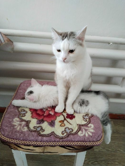 Котики ищут добрые ручки