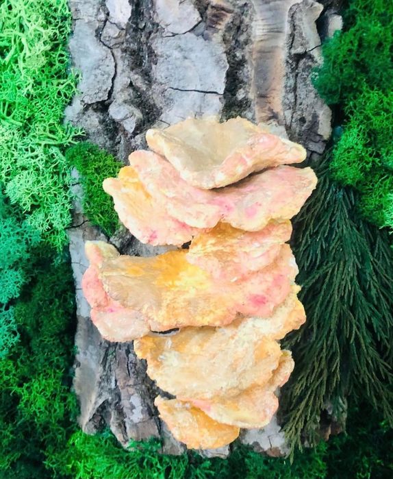 Стабилизированный мох