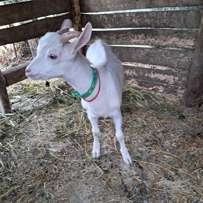 Vând tap în vârstă de 7 luni