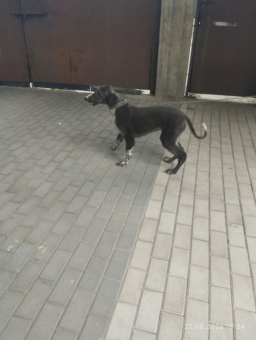 Ит Кумай Собака породы Кумай