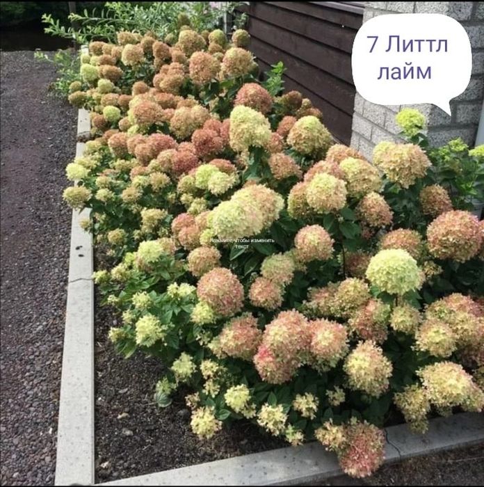 Продам черенки гортензий