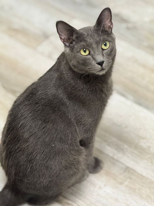 Красавчик Кот Марсель!