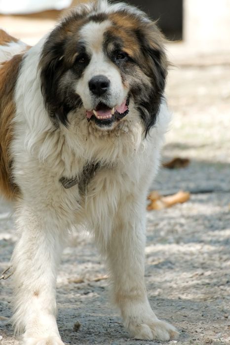 ПороДистые собАчки пОмоГиТе Дом найти