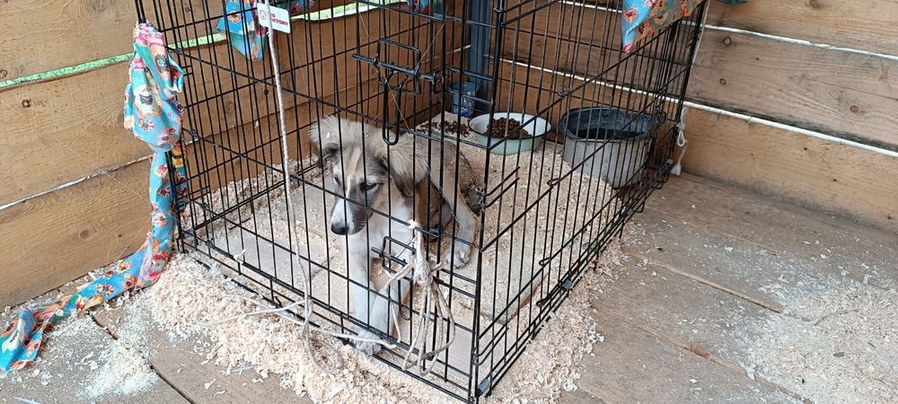 Отдадим щеночка в добрые руки