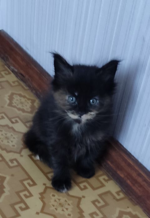 Продам котят породы Мейн -кун