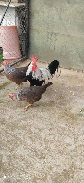 Cocos argintiu italian rasa ouătoare