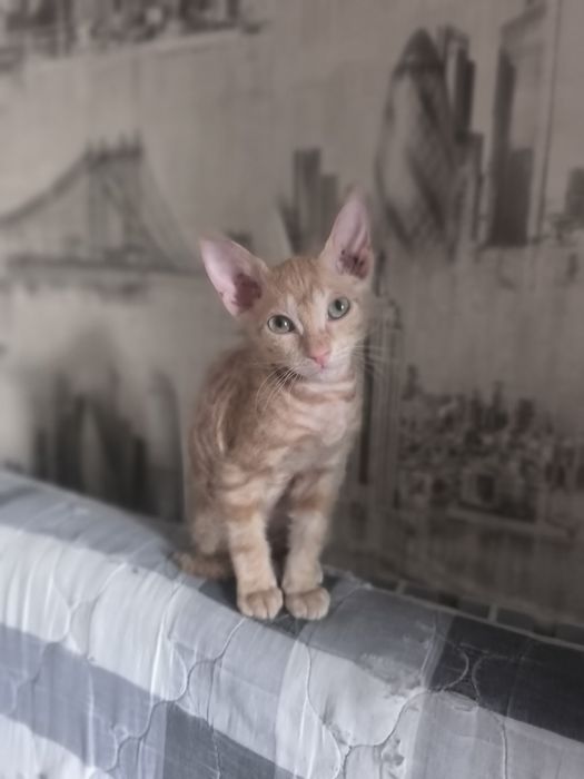 Отдам котенка (девочку)