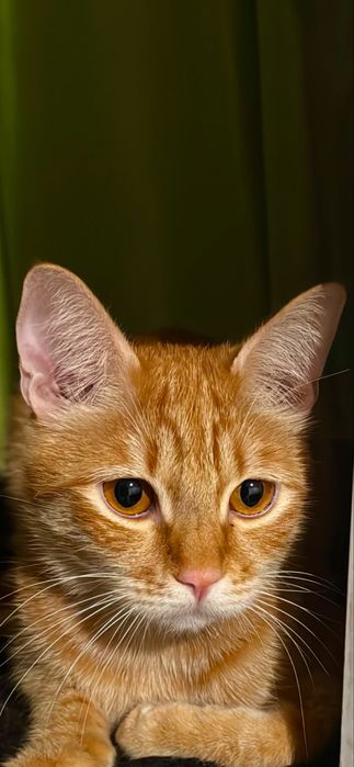 Кошка(коко) безплатно