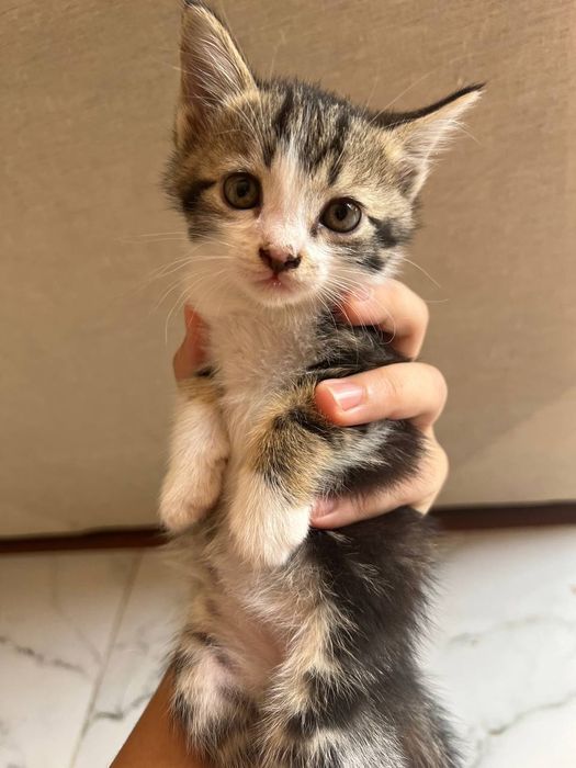 Домашный котенок