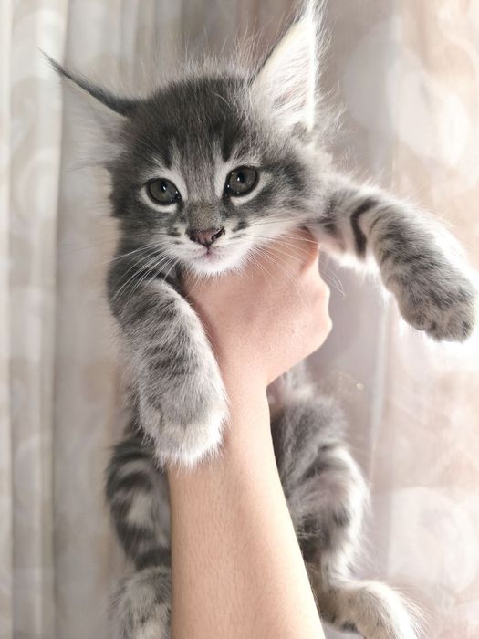 Котёнок мальчик 2 месяца