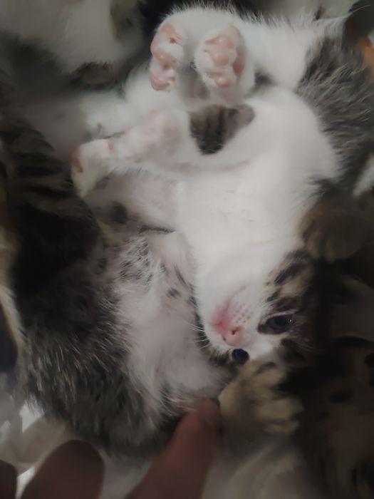 Отдам котят в добрые руки
