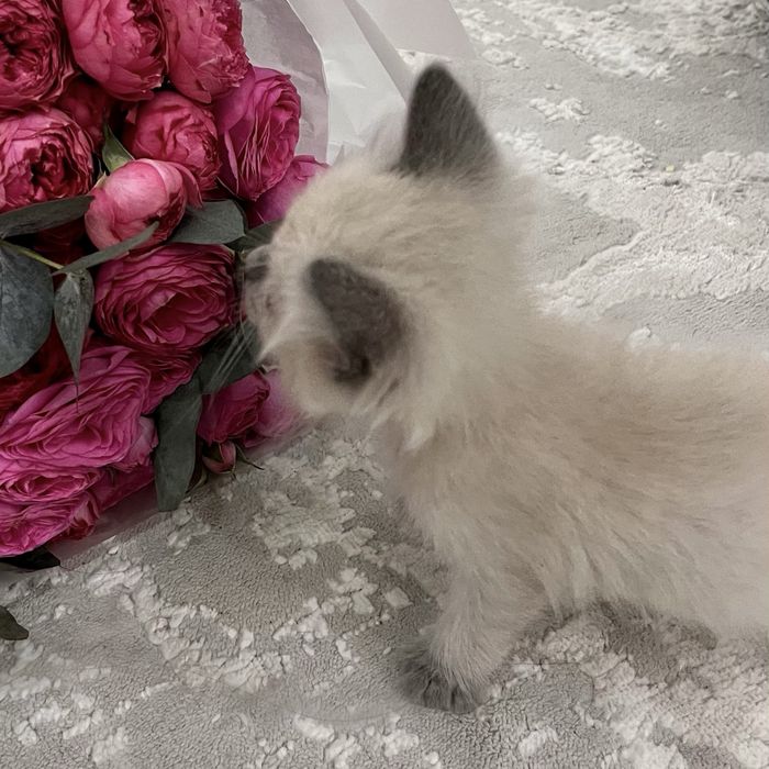 Котенок, мальчик сиамский