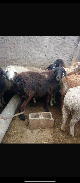 Продаются бараны жирные