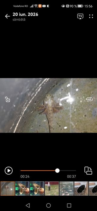 Axolotl pui diverse culori