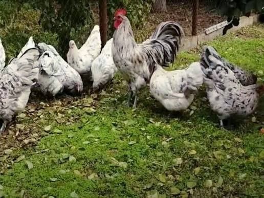 Avstralorp Ruminiya kul splesh qora sotiladi