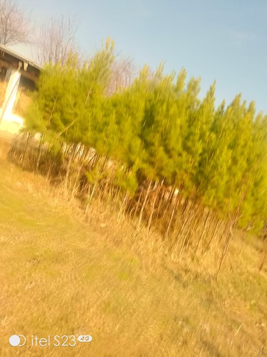 Archa sotildi tekiz dastavkamiz ham bor