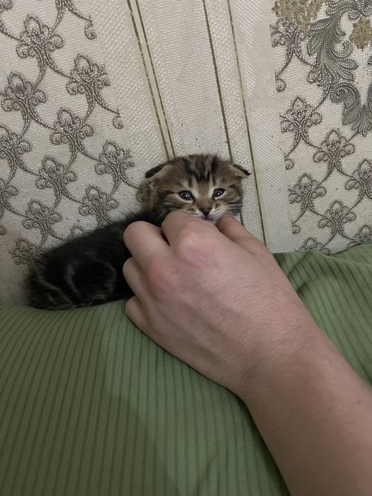 Одам бесплатна.