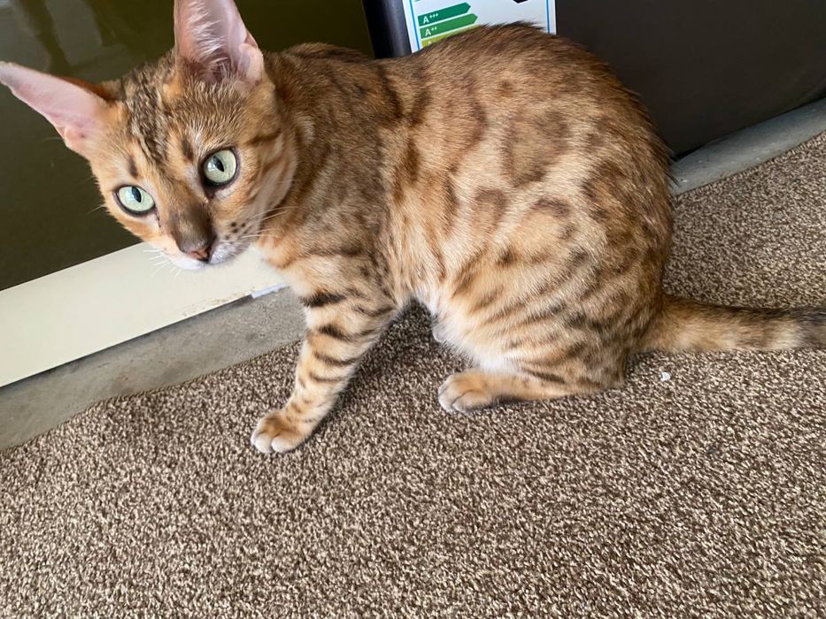 Bengal Leopard ayol