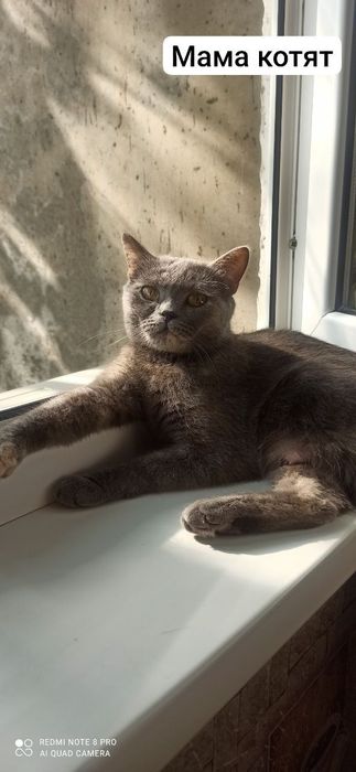 Продаются котята