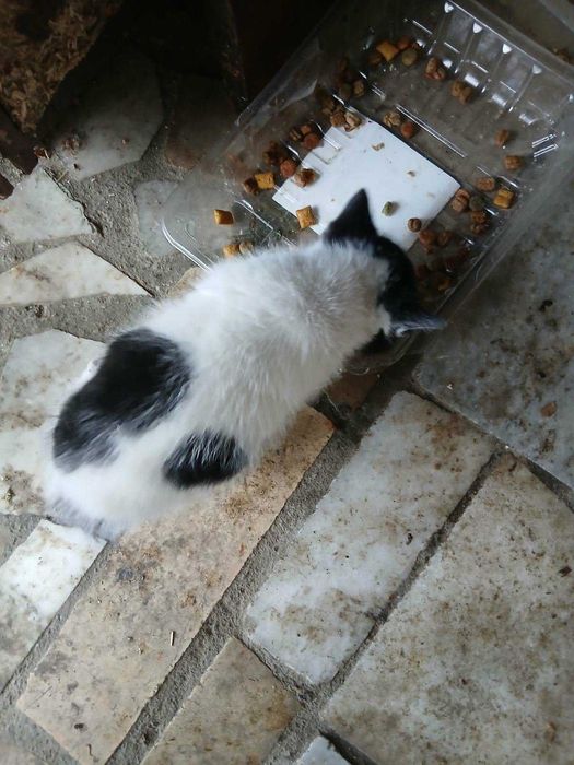 Подаряват се 2 котета