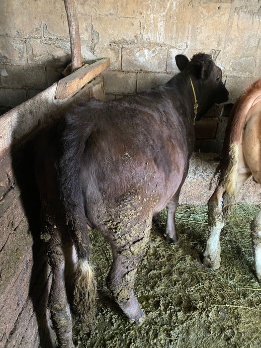 Un taur bălțata românească și o junca angus