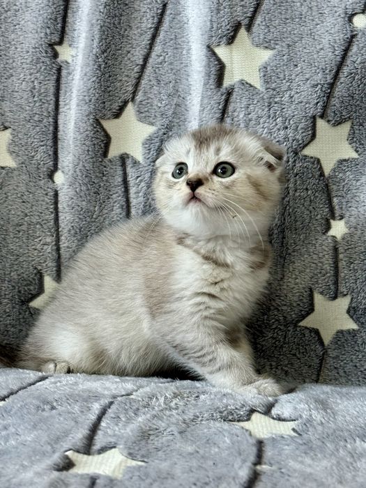 Шиншилла золото серебро