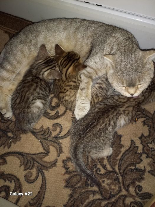 Отдам котят в добрые руки