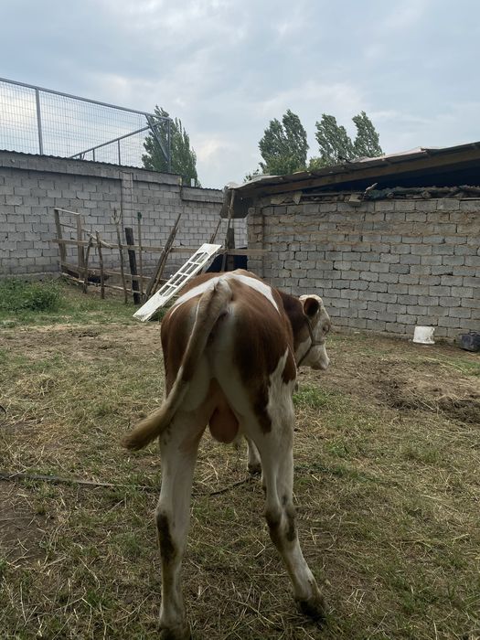 Buqa sotiladi tozza simmental