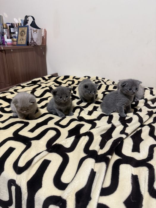 Котята клубные очень красивые и милые