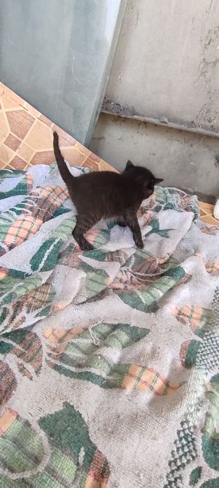 Отдам котят красивых